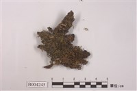 藏品(瓦葉唇鳞蘚)的圖片